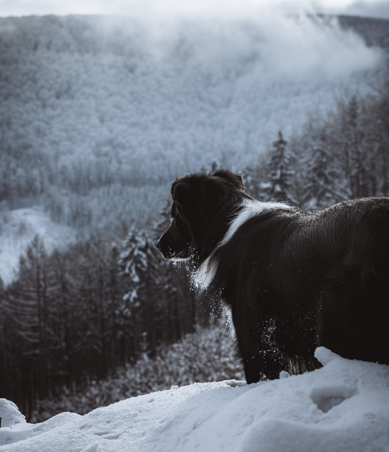 Top Hundeurlaub Winterurlaub mit Hund